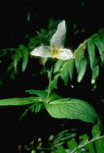 Picture of a Trillium plant from the woods of the Northeat Kingdom. 
