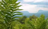 A distant mountain view through ferns near Willoughby. "